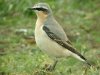 Wheatear at Gunners Park (Steve Arlow) (108754 bytes)